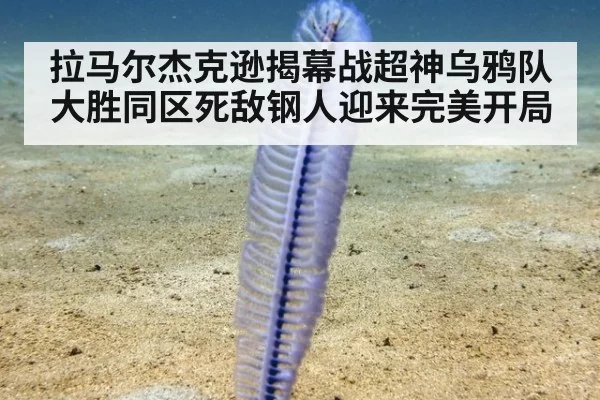拉马尔杰克逊揭幕战超神乌鸦队大胜同区死敌钢人迎来完美开局